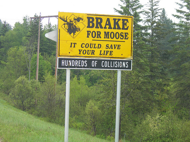 Sharing the road with animals