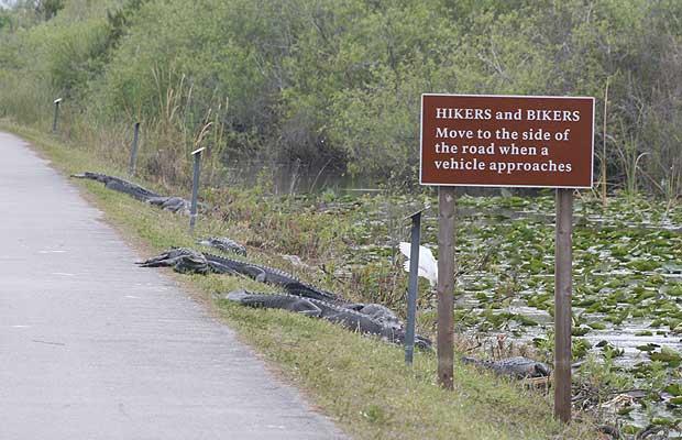 What to do if you hit an alligator