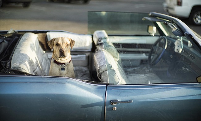 Dog in convertible car